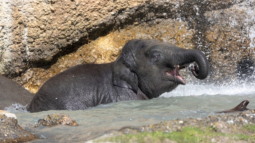 Umesh beim Baden. 