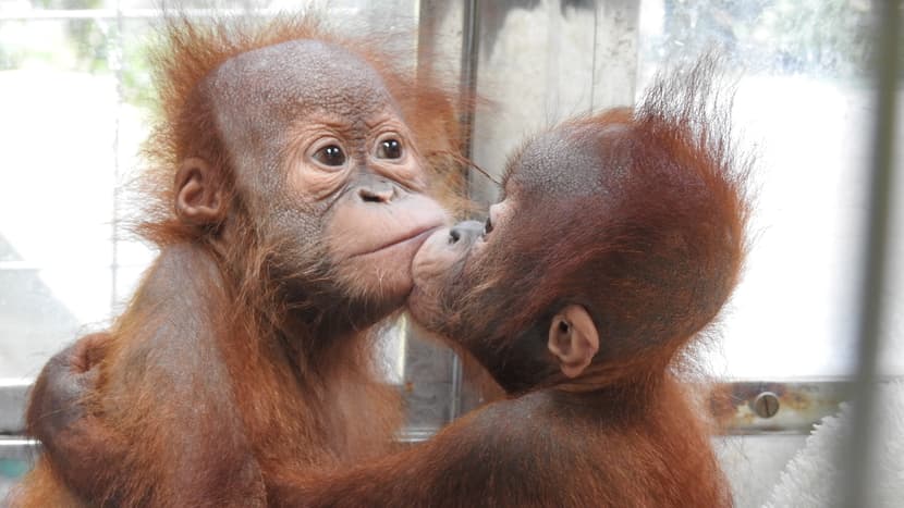 Foto: Stiftung PanEco Junge Sumatra-Orang-Utans im PanEco-Schutzprogramm.