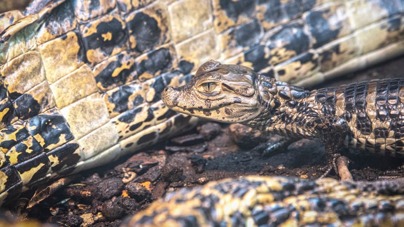 Foto: Zoo Zürich, Enzo Franchini Junger Breitschnauzenkaiman im Zoo Zürich.