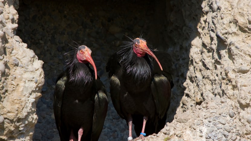 Waldrappen im Zoo Zürich