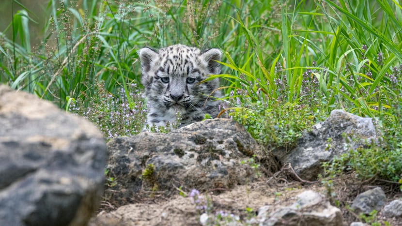 Foto: Zoo Zürich, Enzo Franchini Junger Schneeleopard.