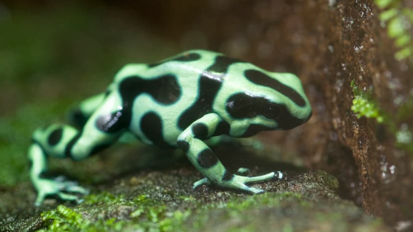 Foto: Zoo Zürich, Karsten Blum Gold-Baumsteiger im Zoo Zürich.