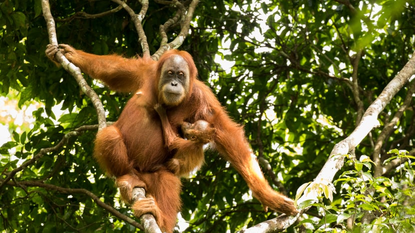 Orang-Utan