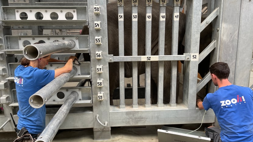 Elefant Umesh bei seiner Behandlung im Hintergrund.