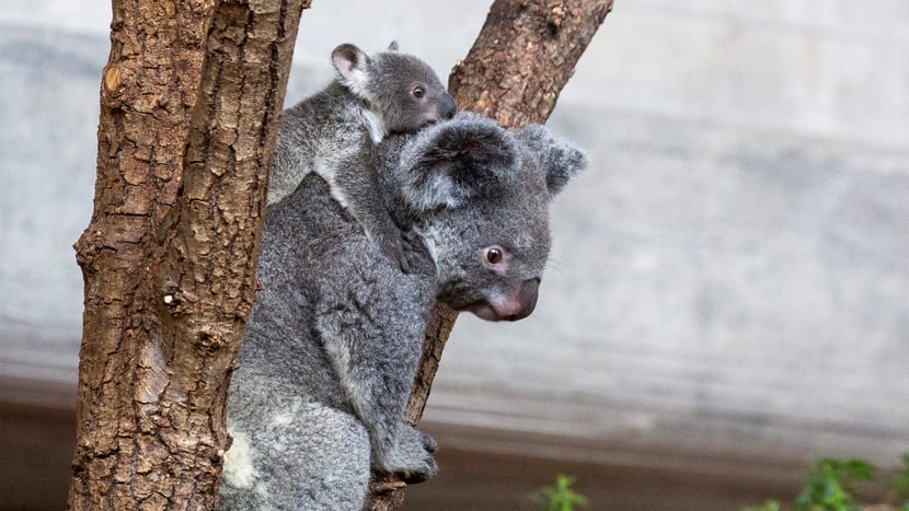 Koala Pippa mit ihrem Jungtier Uki im Zoo Zürich.