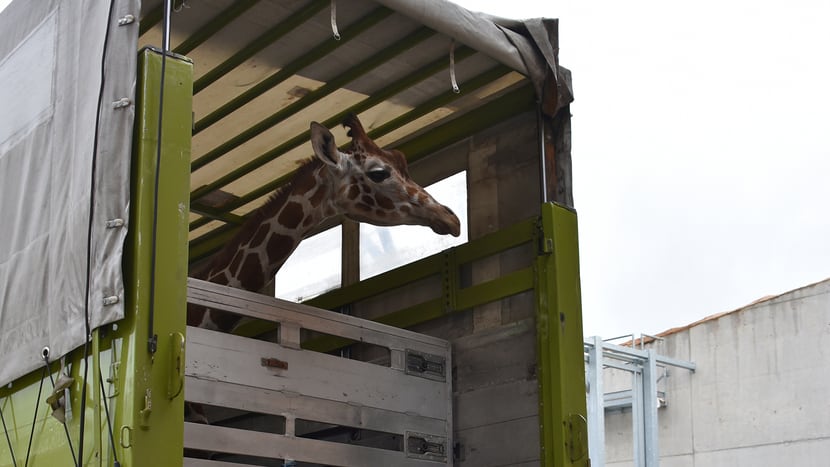 Foto: Zoo Zürich, Cordula Galeffi Ankunft der Netzgiraffe Luna im Zoo Zürich.