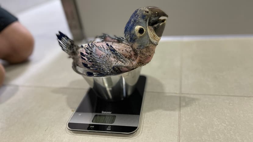 Foto: Zoo Zürich, Jennifer Schwere Hyazinthara-Küken beim Wägen.