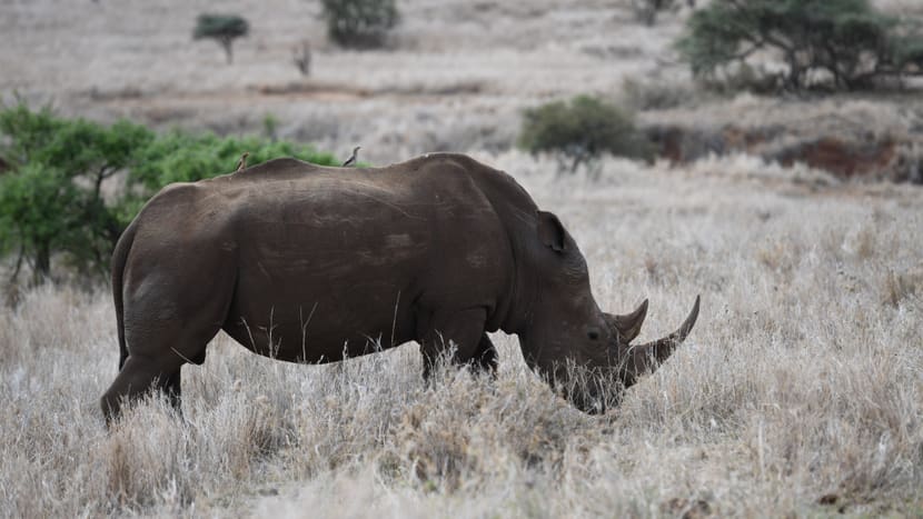 Nashorn in Lewa