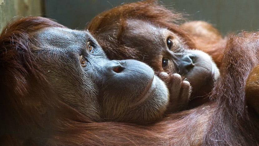 Foto: Zoo Zürich, Enzo Franchini Sumatra-Orang-Utans Xira (l.) und Hadiah im Zoo Zürich.