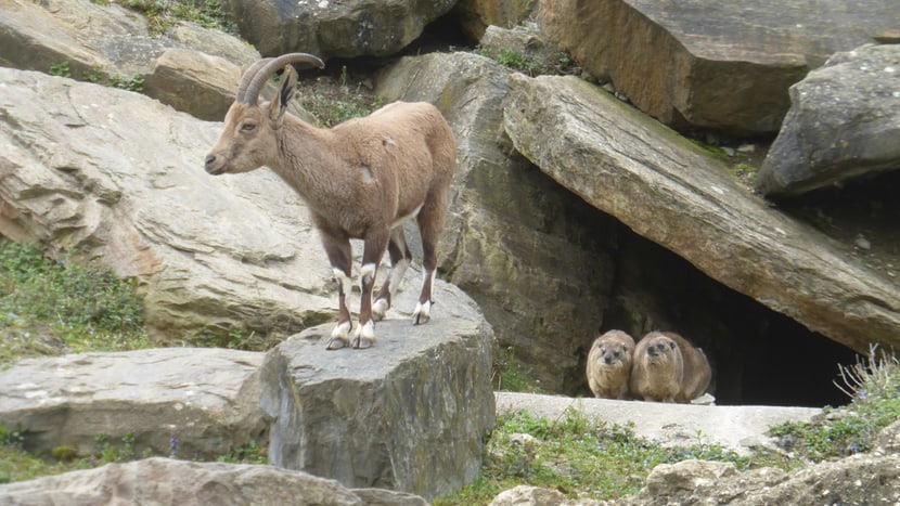 Kap-Klippschliefer und Nubischer Steinbock im Semien Gebirge des Zoo Zürich.