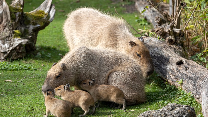 Capybara-Weibchen Sissi und Männchen Mo mit vier Jungtieren.