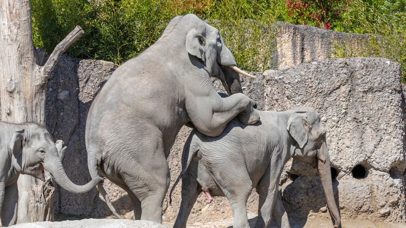 Foto: Zoo Zürich, Enzo Franchini Kraftakt: Bulle Thai paart sich mit Indi.