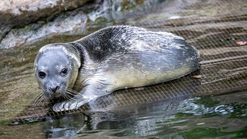 Foto: Zoo Zürich, Enzo Franchini Seehund-Jungtier vom 28. Juni 2023 im Zoo Zürich