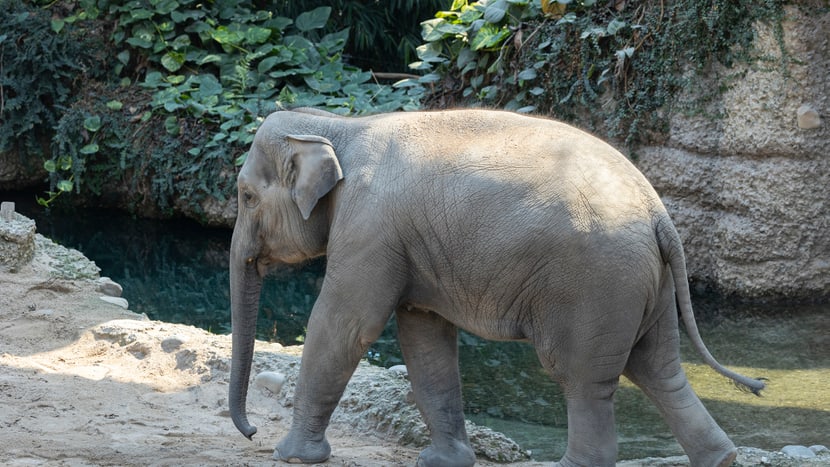 Die Asiatische Elefantekuh Ruwani im Kaeng Krachan Elefantenpark des Zoo Zürich.