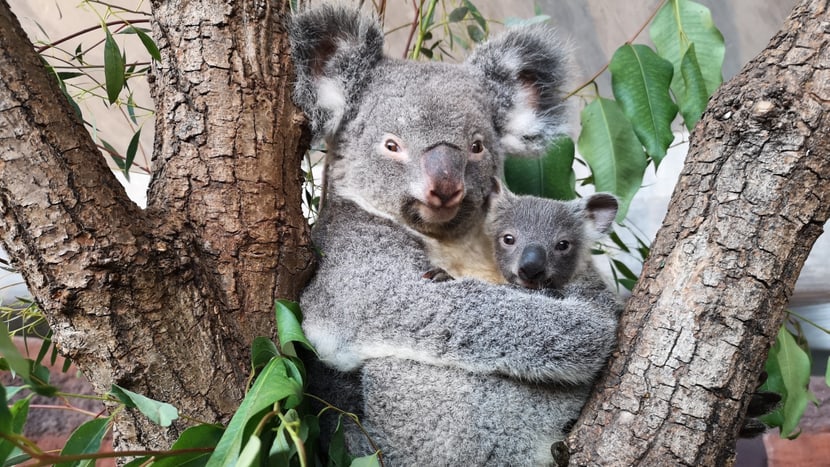 Koala Pippa mit ihrem Jungtier Uki im Zoo Zürich.