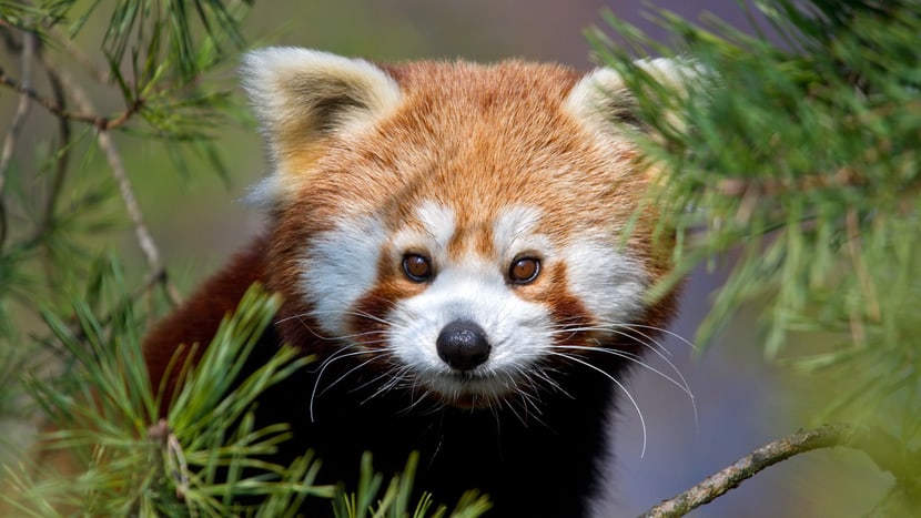 Kleiner Panda im Zoo Zürich. 