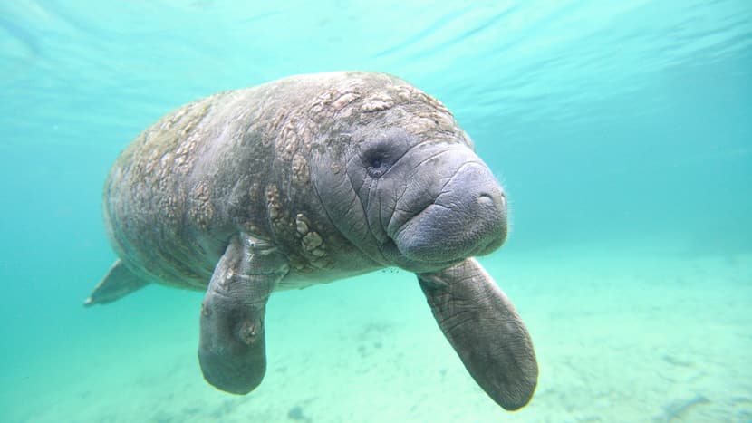 Eine der neuen Tierarten im Sumatra Regenwald: das Nagel-Manati.