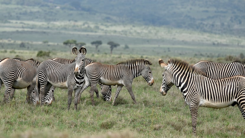 Grevyzebras im Lewa Wildlife Conservancy in Kenia.