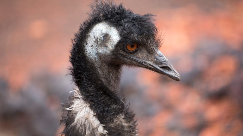 Emu in der Australienanlage des Zoo Zürich.