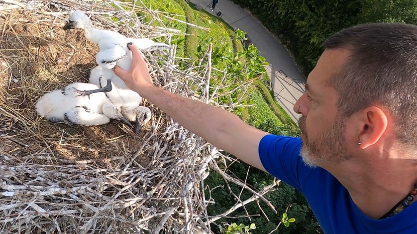 Tierpfleger Nicolai Becker legt das gerette Storchen-Küken zurück in den Horst.