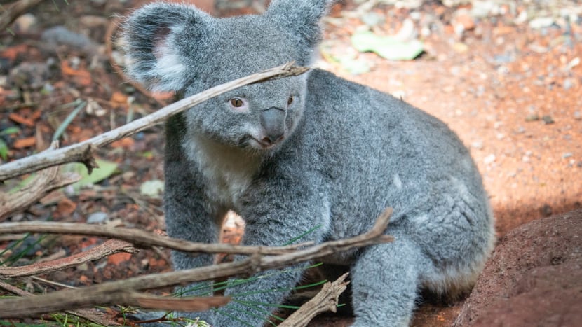 Koala Pippa im Zoo Zürich.