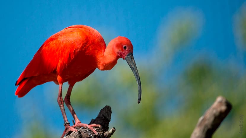 Foto: Zoo Zürich, Edi Day Roter Ibis im Zoo Zürich.