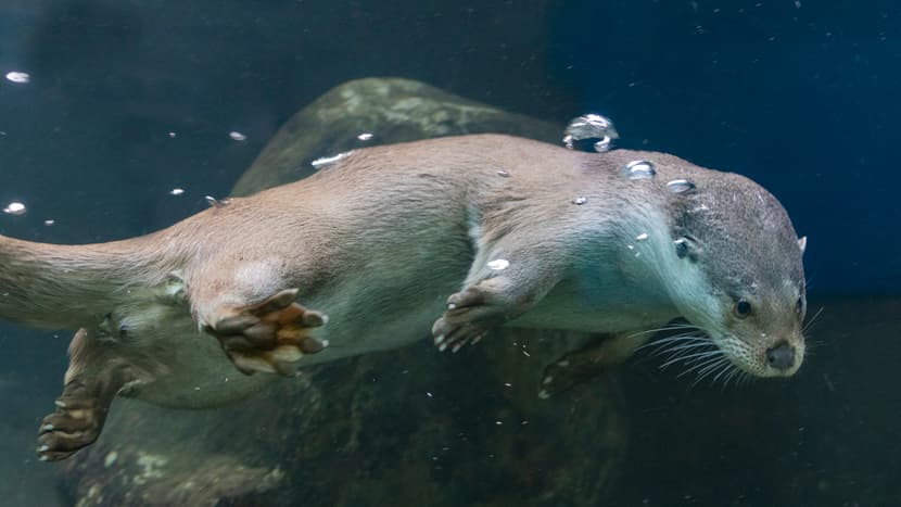 Europäischer Fischotter Tom im Zoo Zürich.