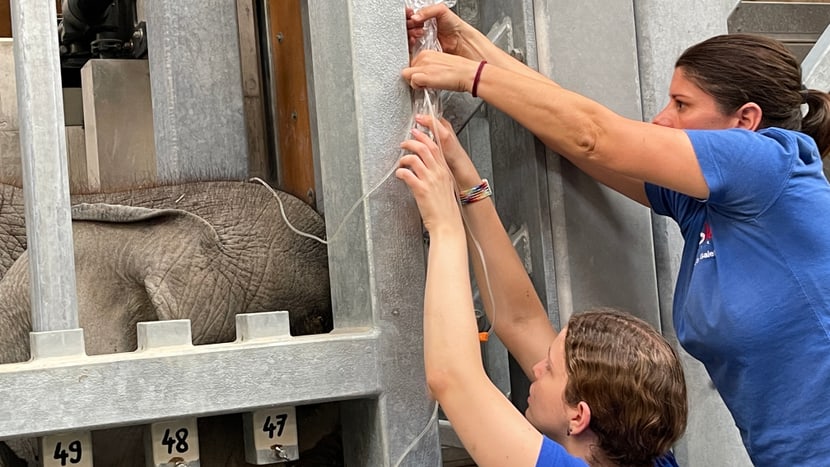Kuratorin Cordula Galeffi und Tierärztin Patricia Kunze bei der Behandlung von Omisha.