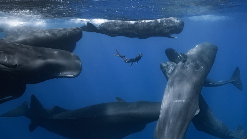 Foto: Terra Mater Studios GmbH Bild aus dem Film «Patrick and the Whale» von Terra Mater.