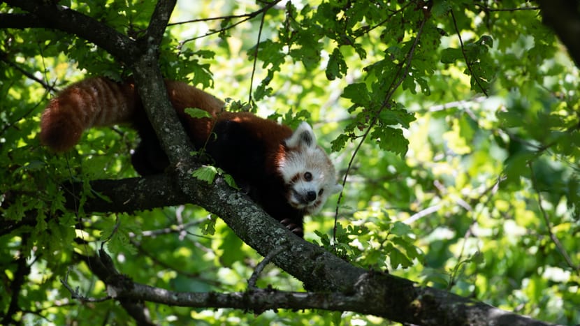 Kleiner Panda Siddhi zum ersten Mal in der Anlage.