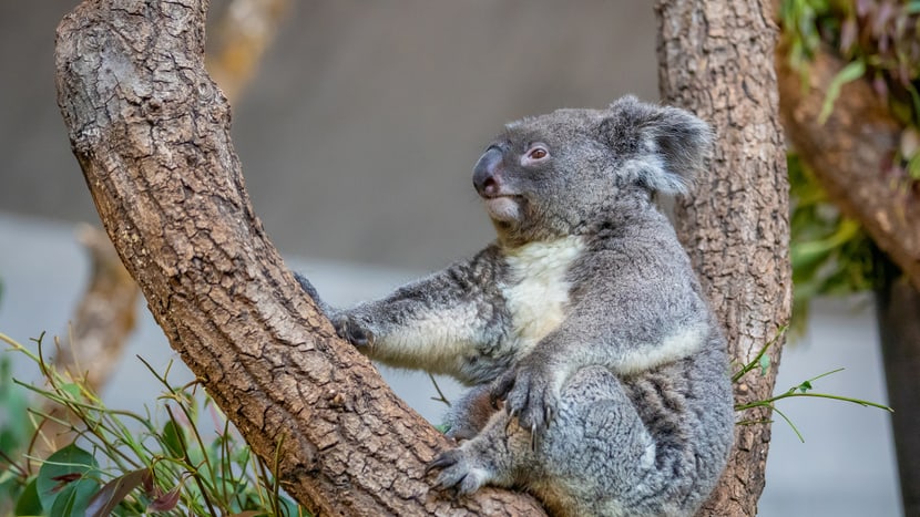Foto: Zoo Zürich, Albert Schmidmeister Koala Maisy im Zoo Zürich.
