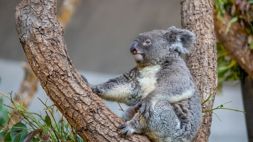 Koala Maisy im Zoo Zürich.