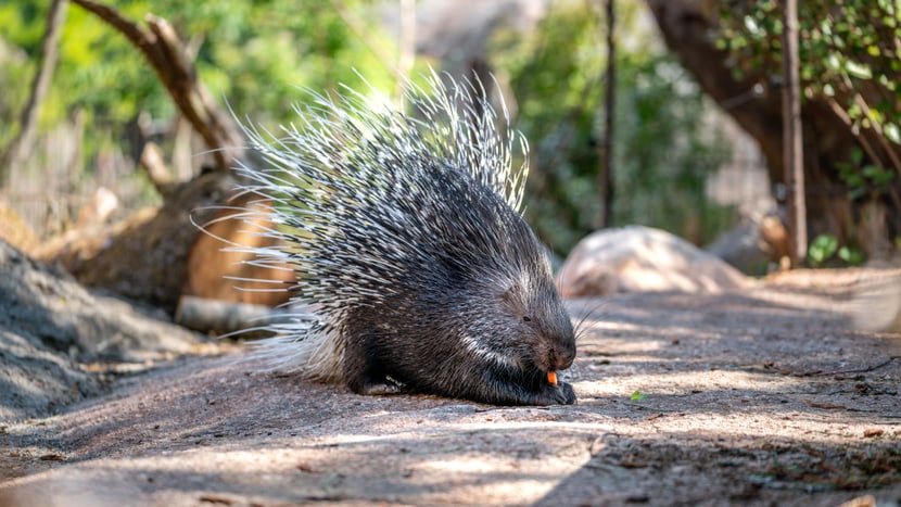Stachelschwein in der Lewa Savanne des Zoo Zürich.