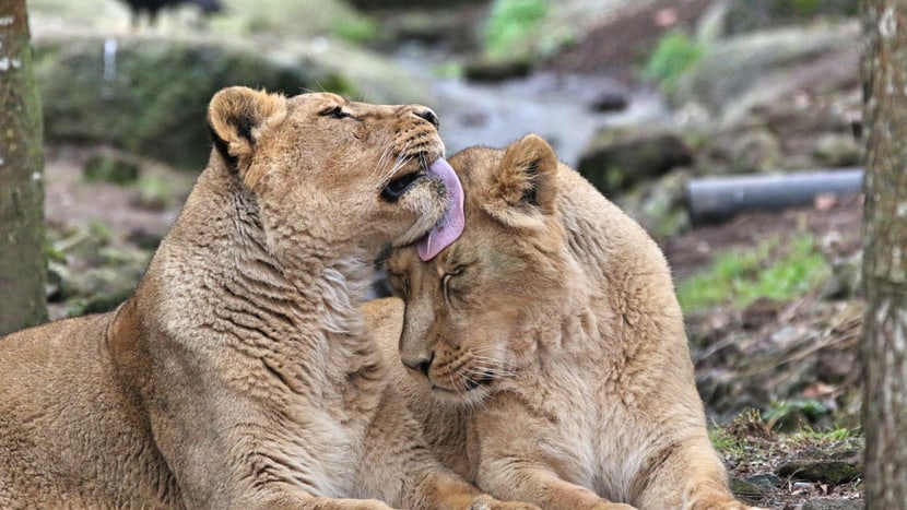 Asiatische Löwen im Zoo Zürich. 