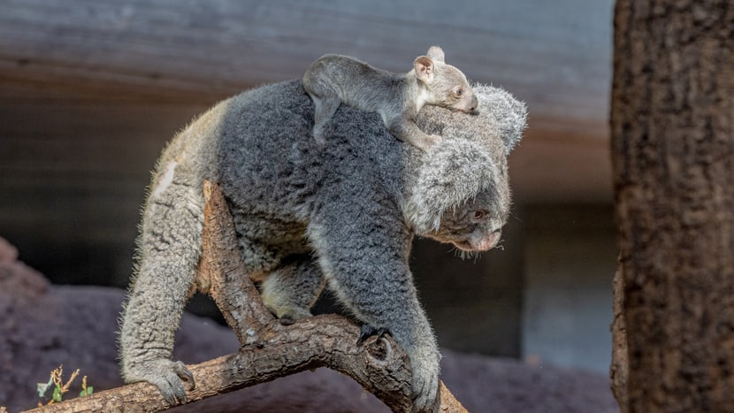 Koala Pippa mit Joey im Zoo Zürich.