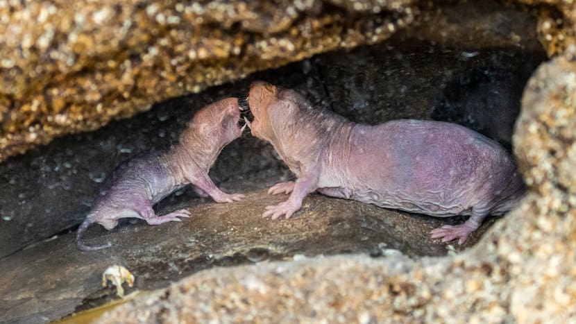 Foto: Zoo Zürich, Albert Schmidmeister Nacktmulle in der Lewa Savanne des Zoo Zürich.