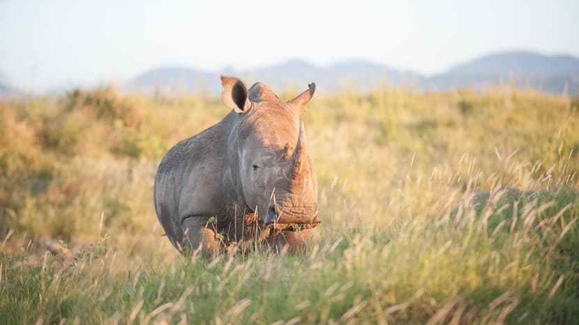Nashorn im Lewa Wildlife Conservancy, Kenia. 