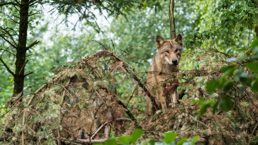 Mongolischer Wolf im Zoo Zürich.