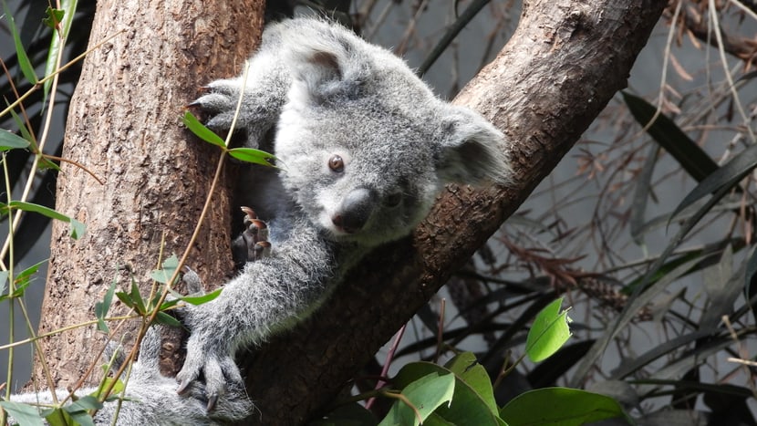 Koalaweibchen Zoey im Australienhaus