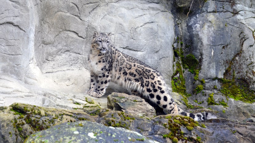 Foto: Zoo Zürich, Sandro Schönbächler Schneeleopardenweibchen Saida im Zoo Zürich.