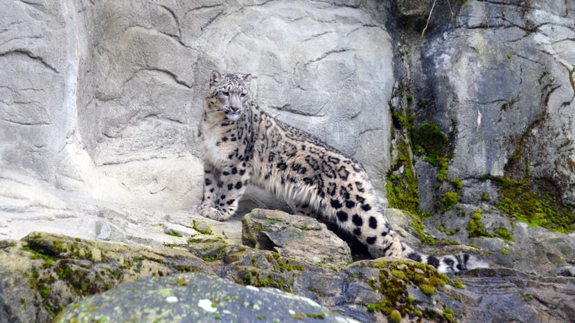 Schneeleopardenweibchen Saida im Zoo Zürich.