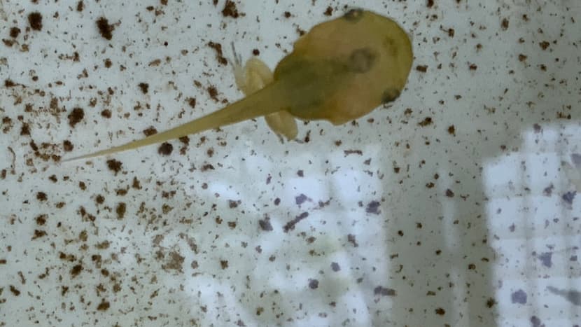 Tomatenfrosch Tomatenfrosch Entwicklung Beine Zoo Zürich