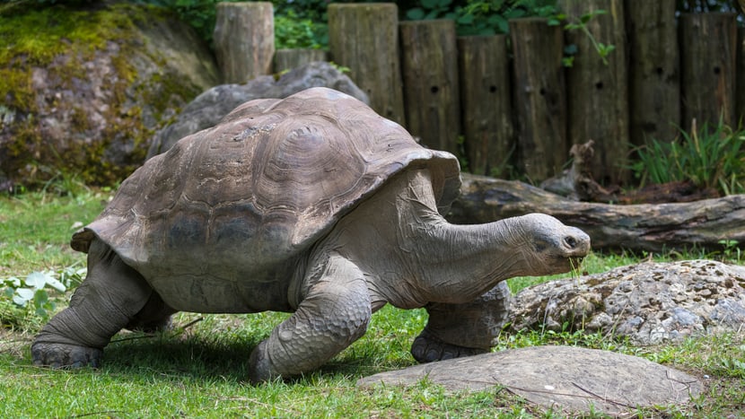 Galapagos-Riesenschildkröte Jumbo im Zoo Zürich.