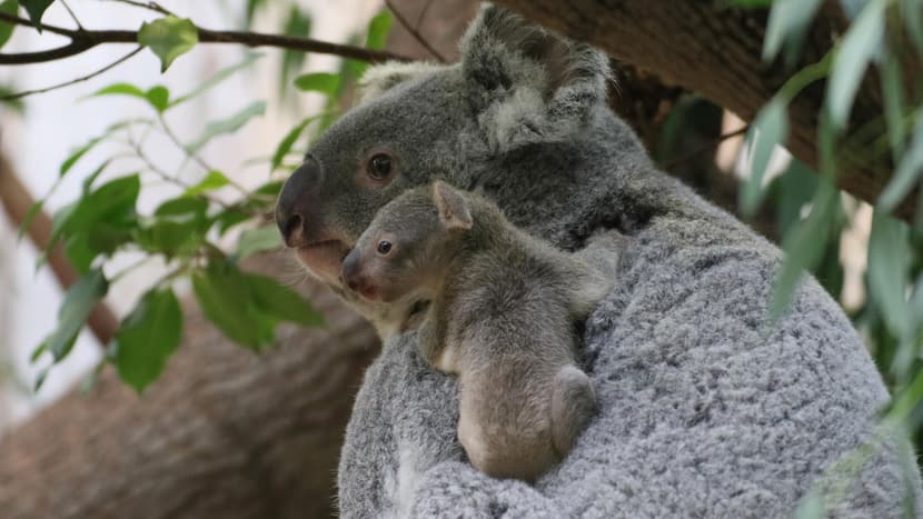 Das Koala-Männchen Tarni noch als Baby im Zoo Duisburg.