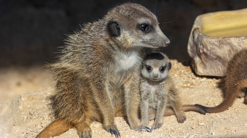 Erdmännchen-Nachwuchs im Zoo Zürich. 