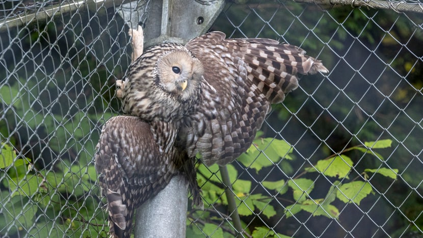 Habichtskauz im Zoo Zürich.