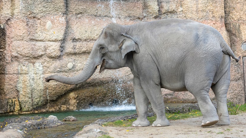 Foto: Zoo Zürich, Enzo Franchini Asiatischer Elefant Farha im Kaeng Krachan Elefantenpark des Zoo Zürich.
