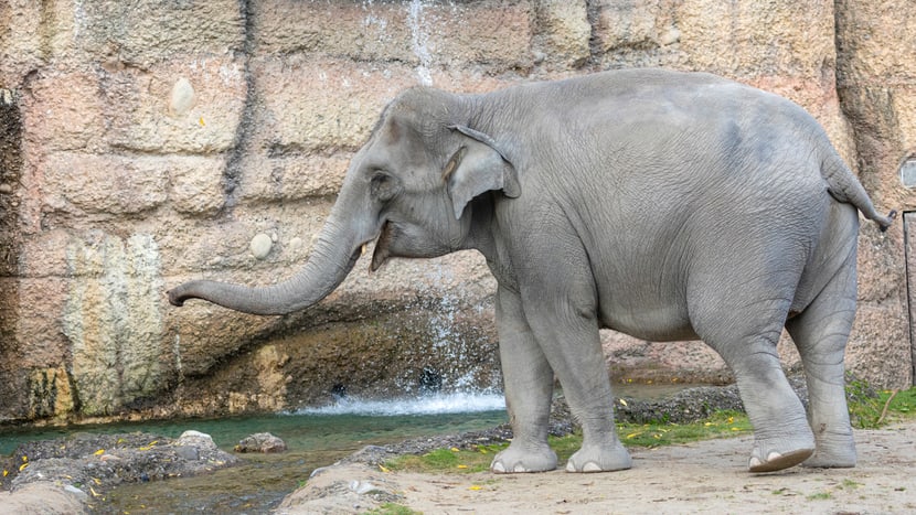 Asiatischer Elefant Farha im Kaeng Krachan Elefantenpark des Zoo Zürich.