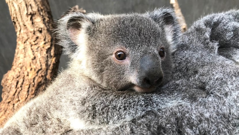 Koala Uki. Bild: Philipp Lederle