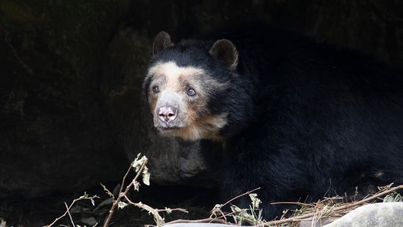 Foto: Zoo Zürich, Enzo Franchini Brillenbär-Weibchen Sisa im Zoo Zürich (September 2020).
